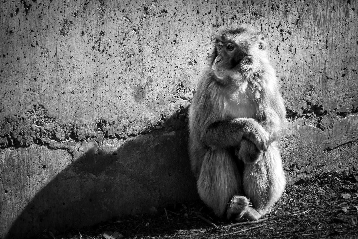 Snow Monkey In The Shadows 4X6